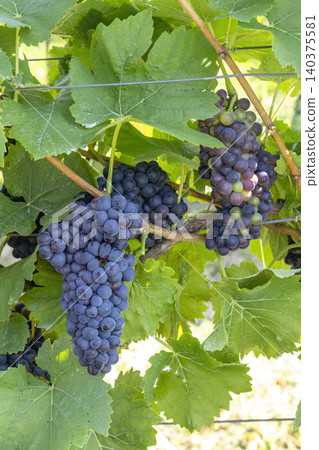 Ripe blue grapes growing in sunny vineyard Ripe blue grapes growing in sunny vineyard 140375581
