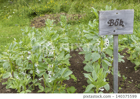 Fava bean plants growing in a Slovakian organic garden Fava bean plants growing in a Slovakian organic garden 140375599