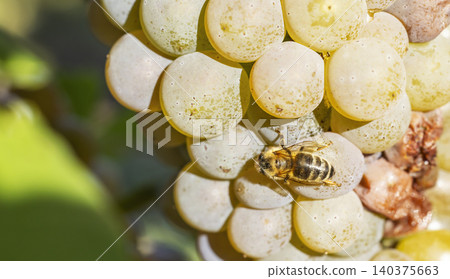 Bee resting on ripe white grapes in vineyard Bee resting on ripe white grapes in vineyard 140375663