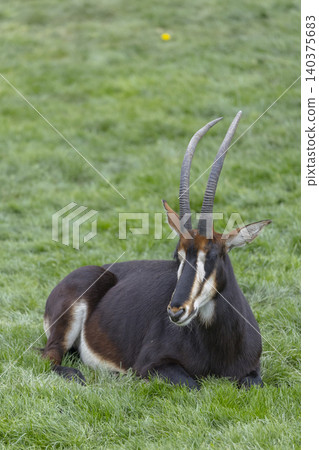 Sable antelope lying on green grass resting Sable antelope lying on green grass resting 140375683