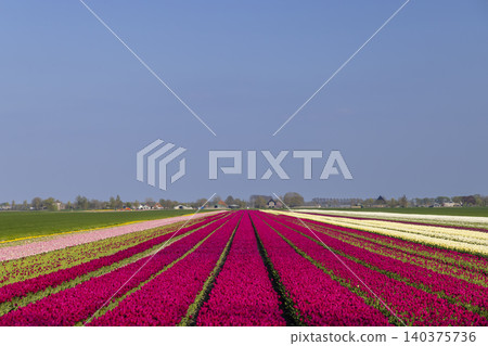 Colorful tulip fields growing under blue sky in Netherlands Colorful tulip fields growing under blue sky in Netherlands 140375736