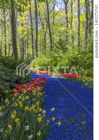 Colorful spring flowers flowing through a vibrant forest path in Keukenhof Colorful spring flowers flowing through a vibrant forest path in Keukenhof 140375741