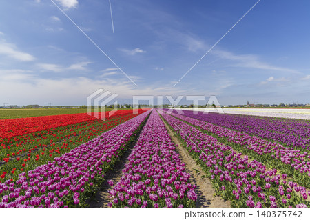 Colorful tulip fields blooming in Hillegom Netherlands under blue sky Colorful tulip fields blooming in Hillegom Netherlands under blue sky 140375742