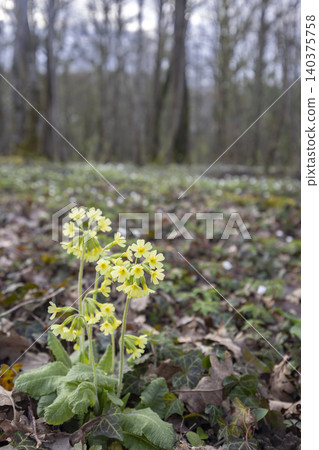 Wild cowslip flowers growing in woodland ground Wild cowslip flowers growing in woodland ground 140375758
