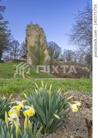 Daffodils blooming near historic Chateau Chalon castle ruins Daffodils blooming near historic Chateau Chalon castle ruins 140375759