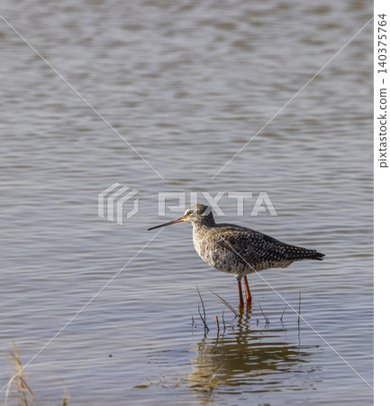 Common redshank wading in shallow water in Camargue wetland Common redshank wading in shallow water in Camargue wetland 140375764
