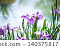 虹膜花開在水邊 140375817
