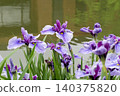 虹膜花開在水邊 140375820