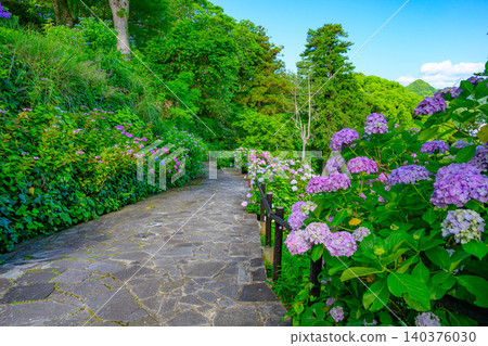 A refreshing, deserted scene on a clear early morning during the rainy season, overlooking the walking path of Shimoda Park adorned with hydrangeas. A refreshing, deserted scene on a clear early morning during the rainy season, overlooking the walking path of Shimoda Park adorned with hydrangeas. 140376030