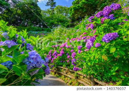 A refreshing, deserted scene on a clear early morning during the rainy season, overlooking the walking path of Shimoda Park adorned with hydrangeas. A refreshing, deserted scene on a clear early morning during the rainy season, overlooking the walking path of Shimoda Park adorned with hydrangeas. 140376037