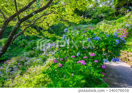 A refreshing, deserted scene on a clear early morning during the rainy season, overlooking the walking path of Shimoda Park adorned with hydrangeas. A refreshing, deserted scene on a clear early morning during the rainy season, overlooking the walking path of Shimoda Park adorned with hydrangeas. 140376038