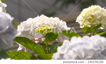 白色繡球花 140376180