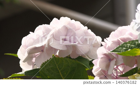 白色繡球花 140376182