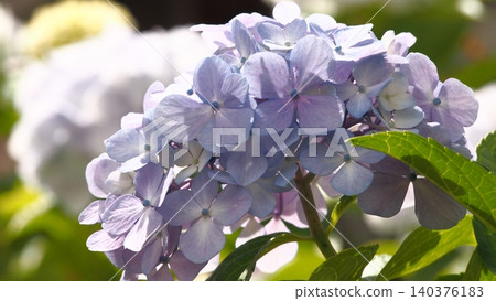 紫色繡球花 140376183