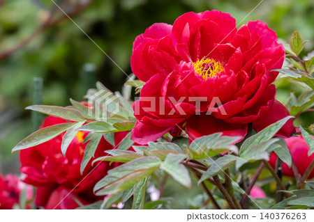 The gorgeous peony flowers that bloom in spring The gorgeous peony flowers that bloom in spring 140376263