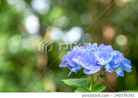 Blue hydrangeas enveloped in bokeh Blue hydrangeas enveloped in bokeh 140376391
