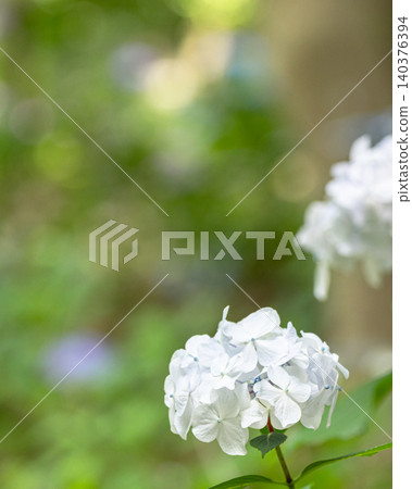 White hydrangeas and a soft background White hydrangeas and a soft background 140376394