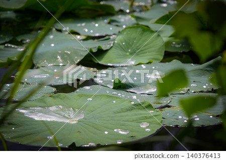 Water droplets sparkling on lotus leaves and summer sunlight filtering through the trees. Water droplets sparkling on lotus leaves and summer sunlight filtering through the trees. 140376413