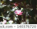 正片拍攝的山茶花 140376720
