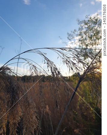 Close-up of dry reeds against the blue sky and evening sun. Aesthetic summer landscape in warm colors Close-up of dry reeds against the blue sky and evening sun. Aesthetic summer landscape in warm colors 140376808