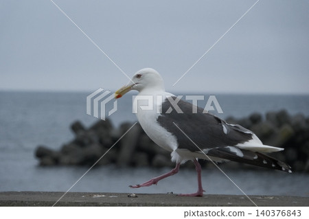 A black-tailed gull walking along the beach. A black-tailed gull walking along the beach. 140376843