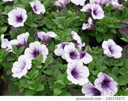 Purple petunia blooms in nursery trays, closeup of speckled petals and lush green foliage under soft natural light creating calm, versatile broll for gardening, floral, and seasonal background use Purple petunia blooms in nursery trays, closeup of speckled petals and lush green foliage under soft natural light creating calm, versatile broll for gardening, floral, and seasonal background use 140376875