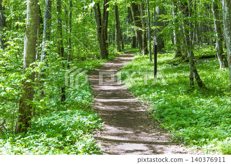 Peaceful hiking trail surrounded by vibrant green trees in a quiet forest setting Peaceful hiking trail surrounded by vibrant green trees in a quiet forest setting 140376911