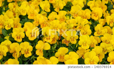 Wild pansies, Viola Tricolor, also known as Johnny Jump Up. Many Orange and Yellow Flowers. Pansies on a Backyard. Landscaping in Green Home Garden. Landscape Design with Flower beds in Summer. Wild pansies, Viola Tricolor, also known as Johnny Jump Up. Many Orange and Yellow Flowers. Pansies on a Backyard. Landscaping in Green Home Garden. Landscape Design with Flower beds in Summer. 140376914