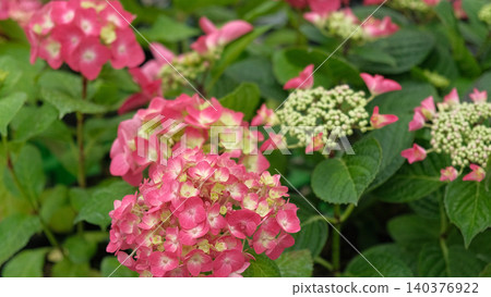Hydrangea macrophylla blooming. Magenta, yellow green pink heads of bigleaf hydrangea flower petals. Beautiful Garden. Landscaping trend. Shrubbery blooms in backyard. Green landscaped design. Closeup Hydrangea macrophylla blooming. Magenta, yellow green pink heads of bigleaf hydrangea flower petals. Beautiful Garden. Landscaping trend. Shrubbery blooms in backyard. Green landscaped design. Closeup 140376922