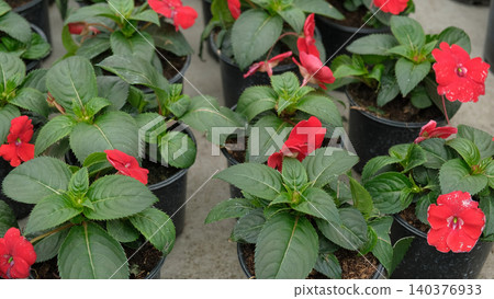 Vibrant red impatiens plants in pots, closeup display on showing glossy green leaves, small fivepetaled blooms, moist soil, controlled nursery lighting, orderly rows. Vivid impatiens arranged neatly Vibrant red impatiens plants in pots, closeup display on showing glossy green leaves, small fivepetaled blooms, moist soil, controlled nursery lighting, orderly rows. Vivid impatiens arranged neatly 140376933