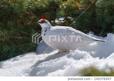A beautiful white rock ptarmigan in its winter plumage, a special natural monument, encountered at Murodo. A beautiful white rock ptarmigan in its winter plumage, a special natural monument, encountered at Murodo. 140376947