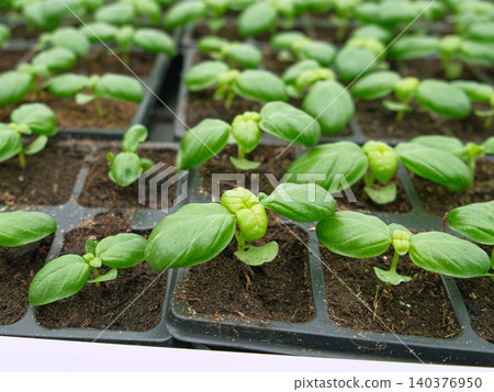 Microgreen business. Starting basil seedlings, small green sprouting plants in moist soil, nursery cells, developing leaf pairs. Herb growth. Plant nurturing from seed. Organic eco gardening ventures. 140376950