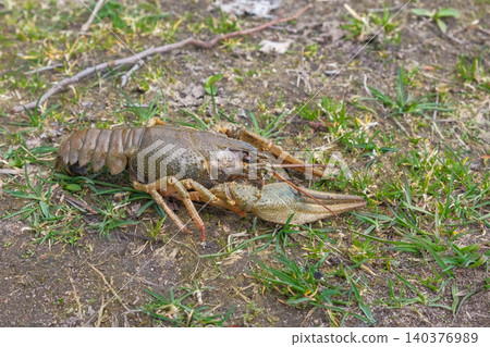 River crayfish in nature. Catching European Live crayfish. Single Astacus in its natural habitat closeup. Detailed view of crustacean on sandy bank. Mottled carapace, textured shell, claws, antennae River crayfish in nature. Catching European Live crayfish. Single Astacus in its natural habitat closeup. Detailed view of crustacean on sandy bank. Mottled carapace, textured shell, claws, antennae 140376989