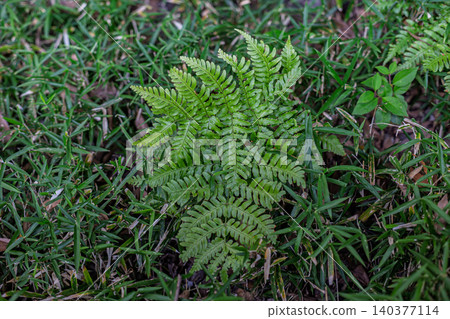 A vibrant green fern growing wild in the grass of a Japanese garden, November 2023. 140377114