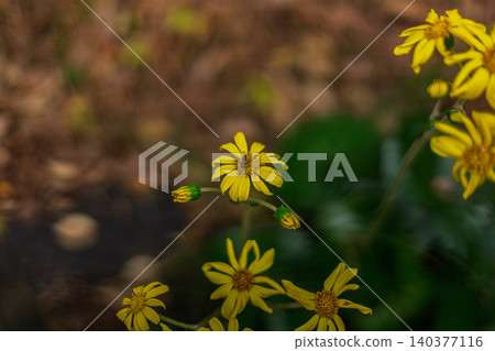 Yellow flowers of the Farfugium japonicum plant and small insects blooming in the garden of Koishikawa Korakuen, November 2023. Yellow flowers of the Farfugium japonicum plant and small insects blooming in the garden of Koishikawa Korakuen, November 2023. 140377116