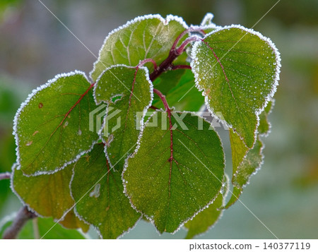 Frozen plants. Winter background, morning frost on the grass with copy space. Cold season, springtime. Tree covered with ice hoarfrost. Green leaves freezes with pieces of snow. Late autumn, November Frozen plants. Winter background, morning frost on the grass with copy space. Cold season, springtime. Tree covered with ice hoarfrost. Green leaves freezes with pieces of snow. Late autumn, November 140377119