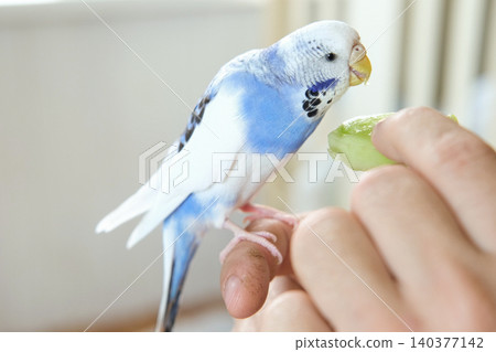Man Owner is Feeding a Colorful Budgerigar with Fresh, Healthy Green Apple at Home. A person is nurturing a pet budgerigar, beautifully showcasing affection through dedicated pet care and attention Man Owner is Feeding a Colorful Budgerigar with Fresh, Healthy Green Apple at Home. A person is nurturing a pet budgerigar, beautifully showcasing affection through dedicated pet care and attention 140377142
