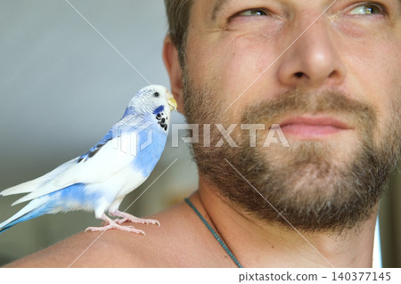 Budgerigar playing with handsome man. Budgie. Funny blue purple parakeet sitting on owner head. Cute violet tamed bird having fun with people. Friendship, relationship with Pets. Cute domestic animals Budgerigar playing with handsome man. Budgie. Funny blue purple parakeet sitting on owner head. Cute violet tamed bird having fun with people. Friendship, relationship with Pets. Cute domestic animals 140377145