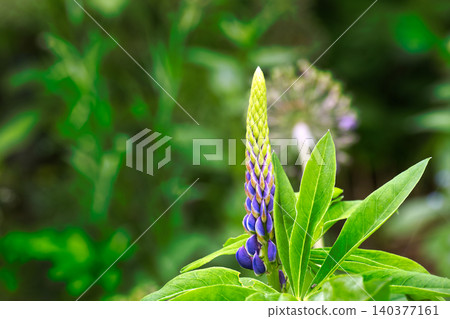 Vibrant purple lupine flower bud emerges from lush green foliage in soft focus Vibrant purple lupine flower bud emerges from lush green foliage in soft focus 140377161
