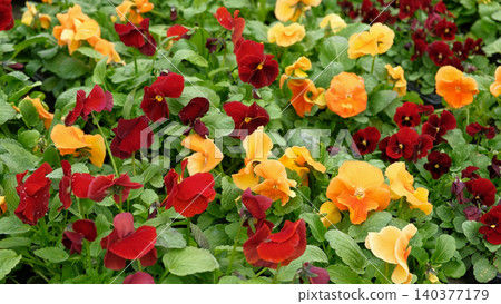 Vibrant red yellow orange pansies closeup. Colorful floral scene. Bright Viola with dewy greenery. Vivid flowers, lush green leaves dense ornamental bedding. Cheerful garden display of colorful plants Vibrant red yellow orange pansies closeup. Colorful floral scene. Bright Viola with dewy greenery. Vivid flowers, lush green leaves dense ornamental bedding. Cheerful garden display of colorful plants 140377179
