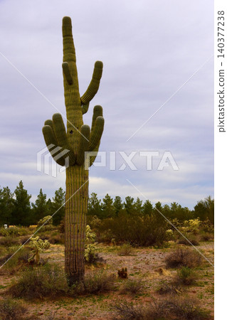 Old Saguaro Cactus Sonora desert Arizona 140377238