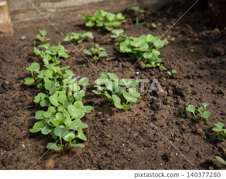 Young microgreens sprouting in soil compost dirt background. Indoor garden with fresh radish green sprouts emerging from soil. Seedling tray with greens. Sustainable urban gardening. Early germination Young microgreens sprouting in soil compost dirt background. Indoor garden with fresh radish green sprouts emerging from soil. Seedling tray with greens. Sustainable urban gardening. Early germination 140377280