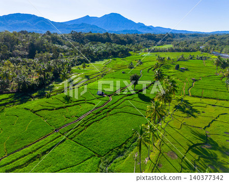 Beautiful morning view in Indonesia, panoramic landscape of rice fields with mountain ranges and clear sky Beautiful morning view in Indonesia, panoramic landscape of rice fields with mountain ranges and clear sky 140377342