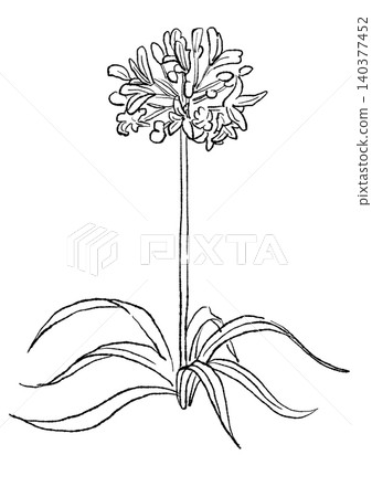 A hand-drawn line art illustration of blooming agapanthus flowers. A hand-drawn line art illustration of blooming agapanthus flowers. 140377452