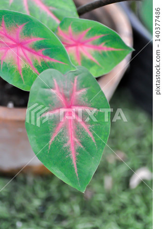 Caladium, Caladium Bicolor Vent or Caladium bicolor or pink and green leaf 140377486
