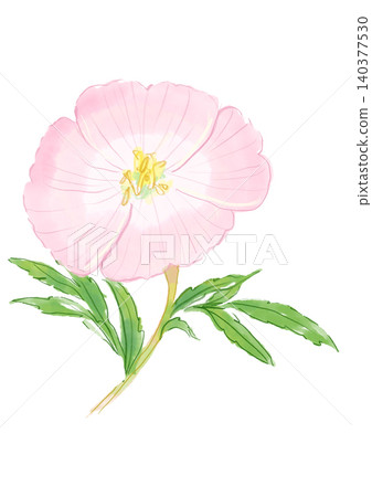 A hand-painted watercolor illustration of evening primroses in full bloom. 140377530