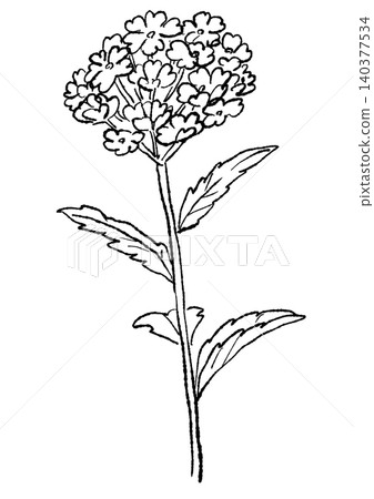 A hand-drawn line art illustration of a verbena flower in full bloom. A hand-drawn line art illustration of a verbena flower in full bloom. 140377534