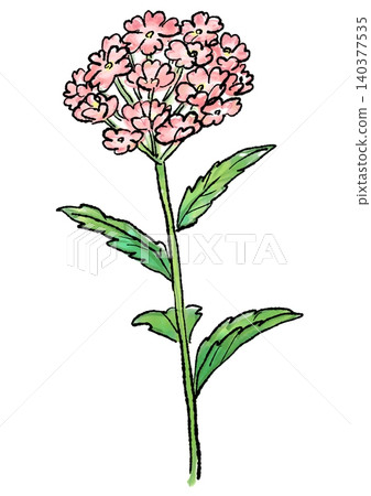 Hand-drawn line art and watercolor illustration of verbena flowers in full bloom Hand-drawn line art and watercolor illustration of verbena flowers in full bloom 140377535