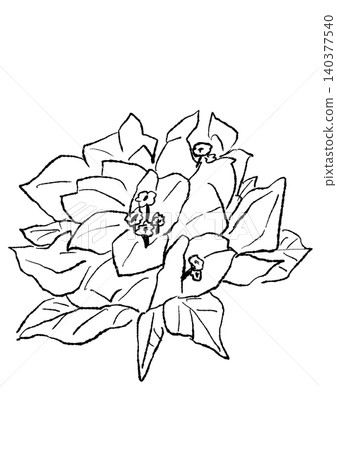 A hand-drawn line art illustration of blooming bougainvillea flowers. A hand-drawn line art illustration of blooming bougainvillea flowers. 140377540