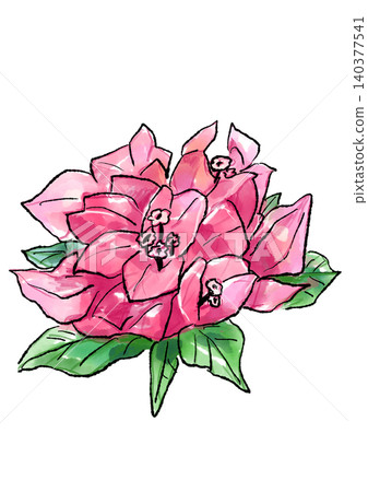 Hand-drawn line art and watercolor illustration of blooming bougainvillea flowers Hand-drawn line art and watercolor illustration of blooming bougainvillea flowers 140377541